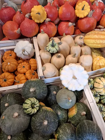 Les courges débarquent au magasin ! 🎃