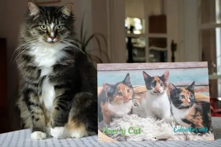 HISTOIRE DE CHAT 😺