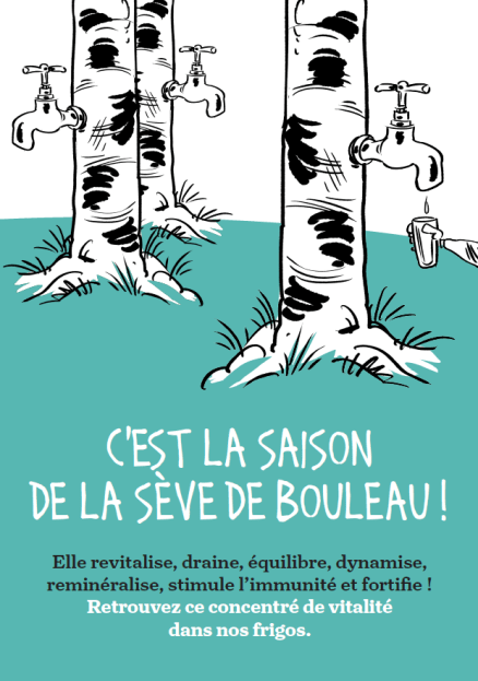 🌿 La cure de sève de bouleau : purifiez votre corps !