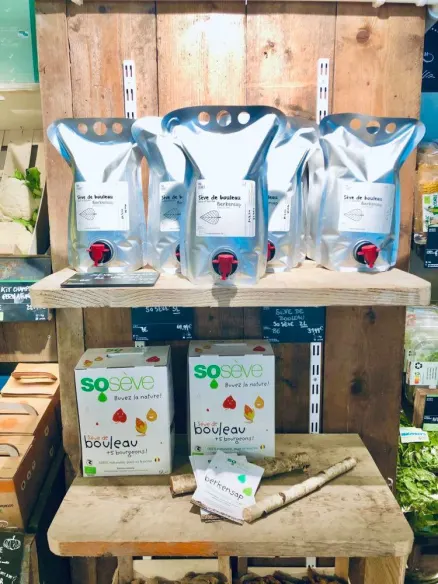 La sève de bouleau est arrivée !