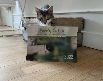 CHAT PARTI MON KIKI POUR 2022! 😸