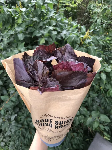 SHISO ROUGE