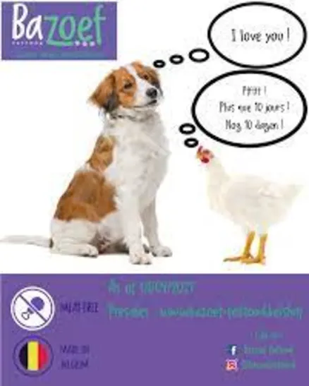 ANIMAUX DE COMPAGNIE 🐶